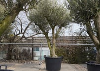 沖縄育ち アガベ実生スターターセット（5株） | mana's farm:塊根植物