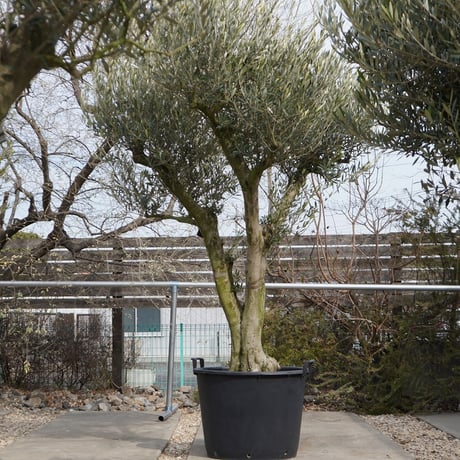 STORES オリーブ古木の検索結果