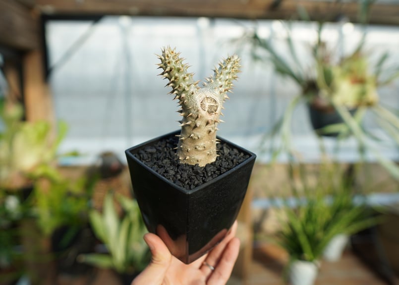 パキポディウム 伊藤ハイブリッド | mana's farm:塊根植物・アガベ