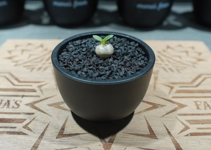 パキポディウム 恵比寿笑い 沖縄実生株 No.3 | mana's farm:塊根植物