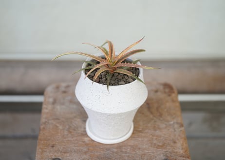 Dyckia Andaman