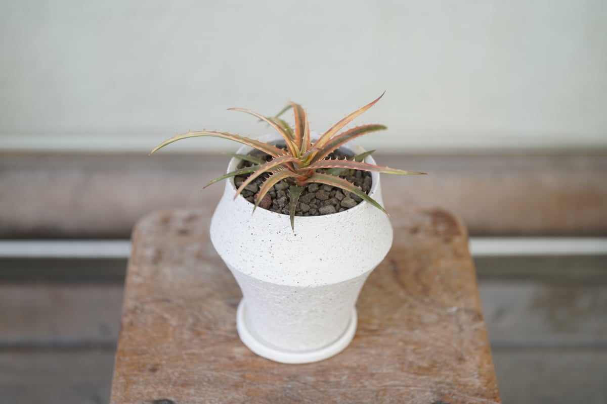 Dyckia Andaman | mana's farm:塊根植物・アガベ・ドライ