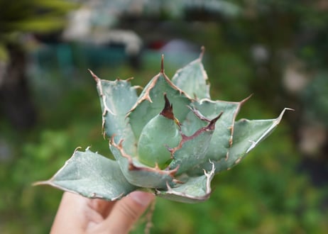 Agave titanota 白鯨 A NO.6
