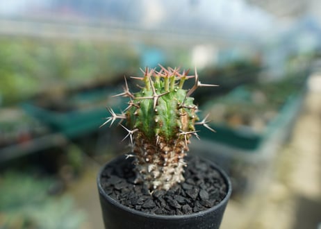 ユーフォルビア　群星冠　Euphorbia stellispina