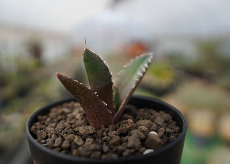 agave 鬼爪 雪峰 №10 | mana's farm:塊根植物・アガベ・ドライガーデン