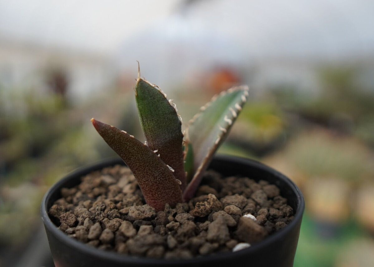 agave 鬼爪 雪峰 №10 | mana's farm:塊根植物・アガベ・ドライガーデン