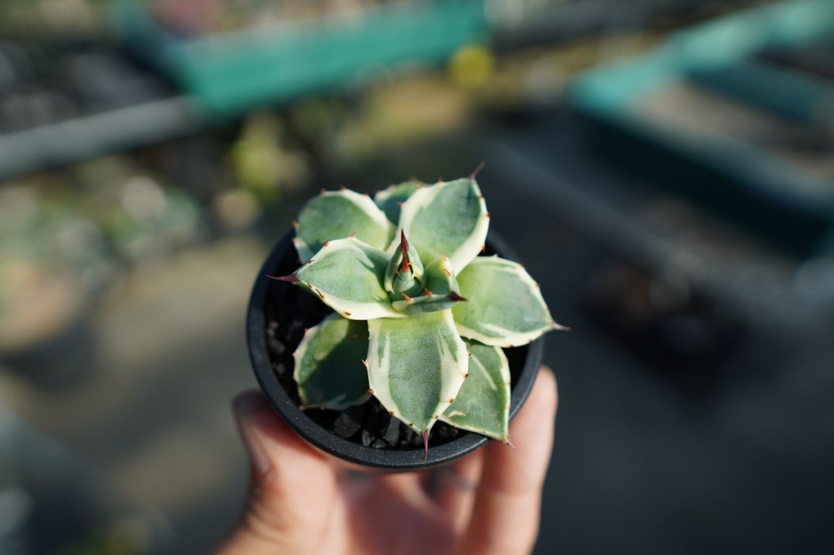 抜き苗】アガベ クリームスパイク Agave Cream Spike | mana's fa