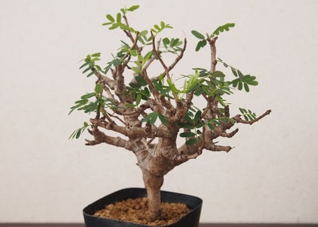 センナ メリディオナリス Senna meridionalis no.2