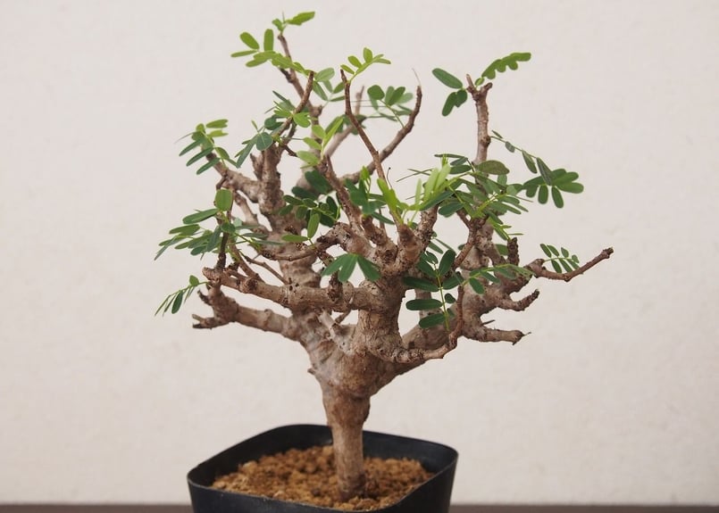 センナ メリディオナリス Senna meridionalis 発根済の特大株 senna meridionalis《 M size》※現地球発根済株※大変幹の色が