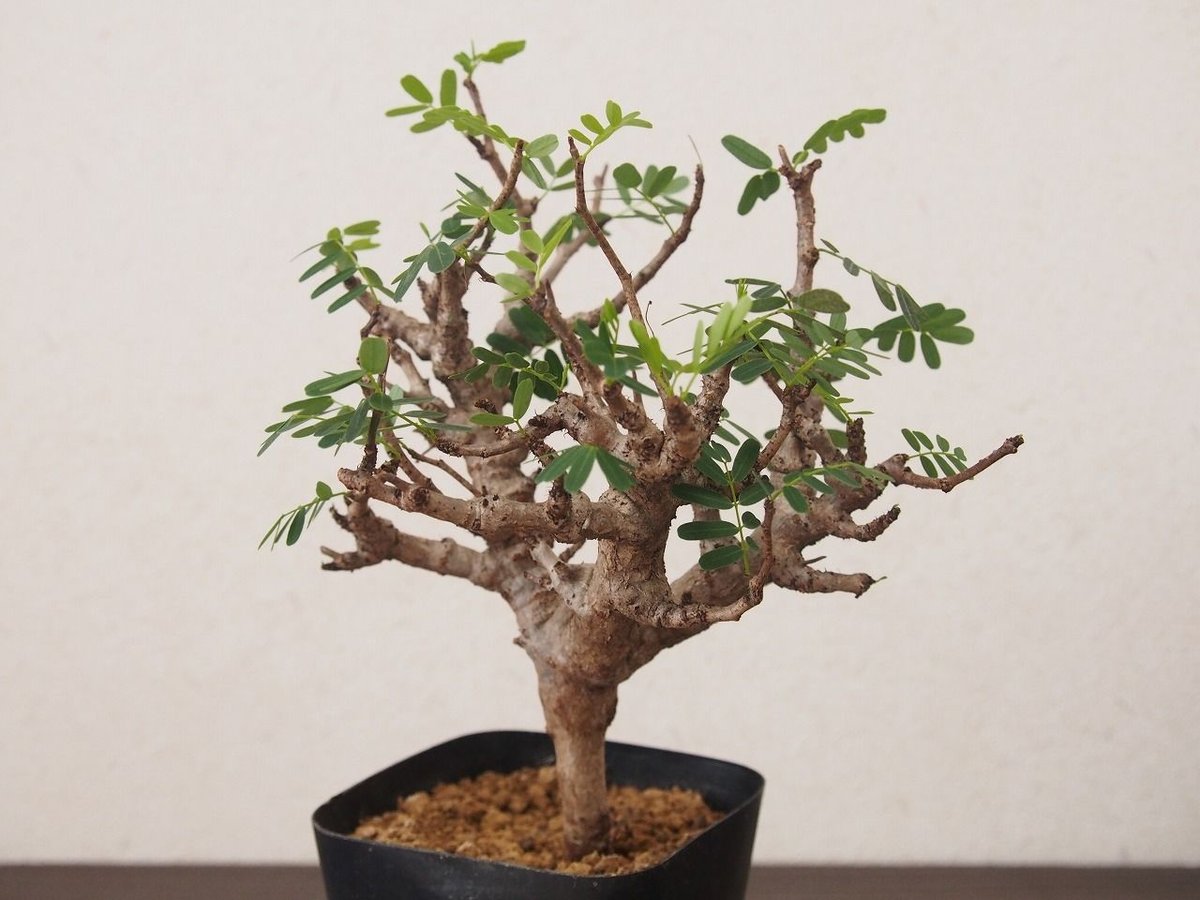 B Sennameridionalis-センナ・メリディオナリス 海外実生発根済 センナ メリディオナリス 海外実生 発根済 200 センナ・メリディオ