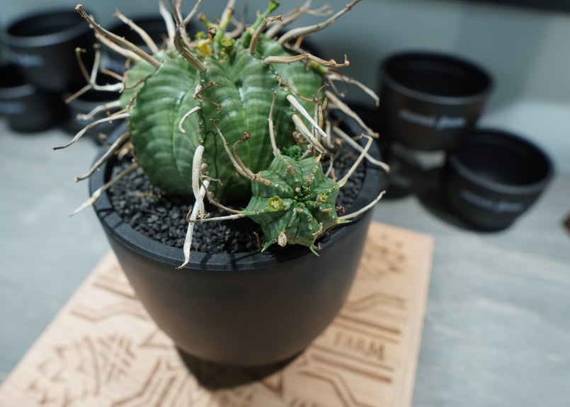 ユーフォルビア スーパーバリダ | mana's farm:塊根植物・アガベ