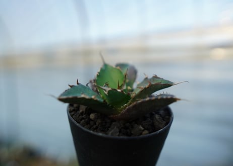 アガベ　チタノタ　ハデス　Agave titanota Hades