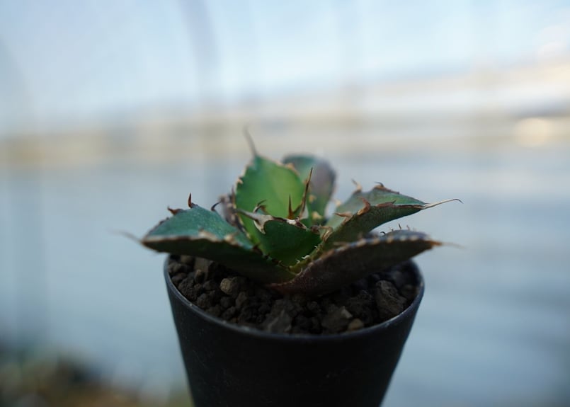 アガベ チタノタ ハデス Agave titanota Hades | mana's farm