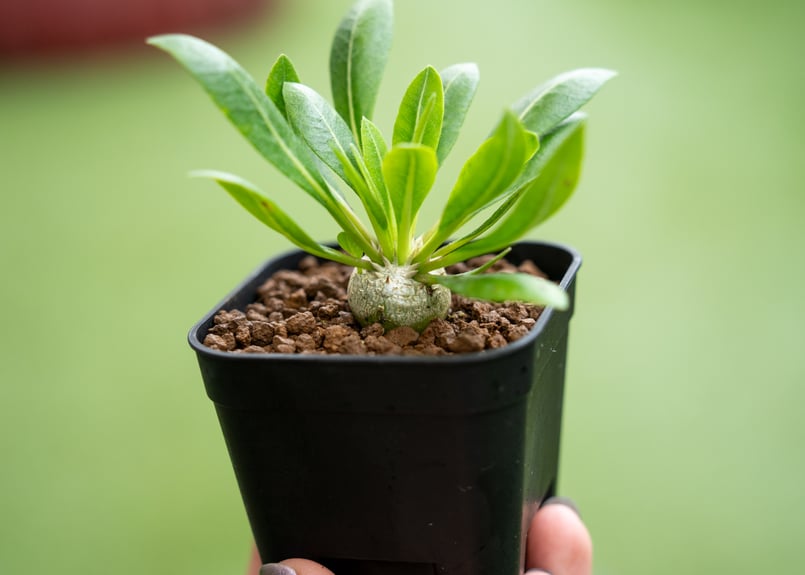 パキポディウム 恵比寿笑い | mana's farm:塊根植物・アガベ・ドライ