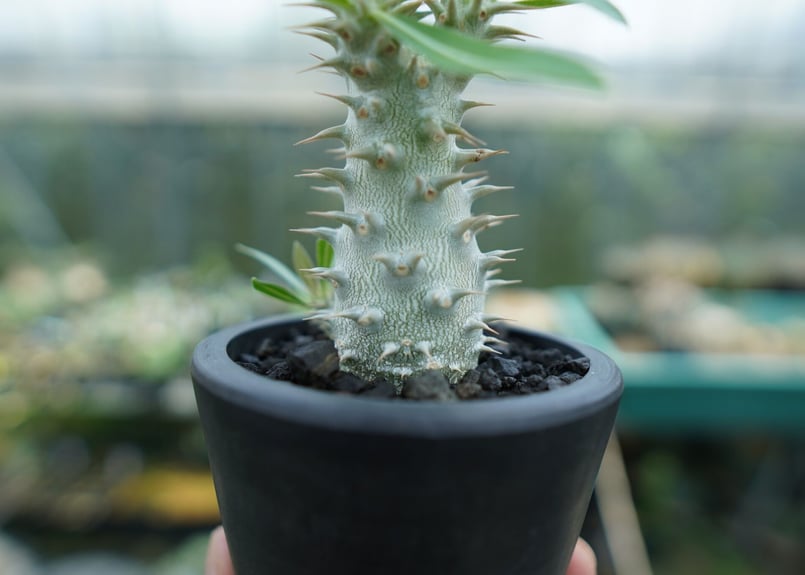 Pachypodium horombenseパキポディウムホロンベンセ fit=scale-down,w=1200