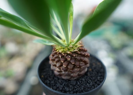 ユーフォルビア　鉄甲丸　Euphorbia bupleurifolia