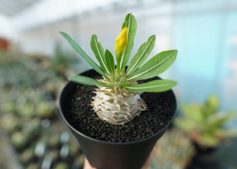 パキポディウム　恵比寿大黒　Pachypodium Densicaule　No.3