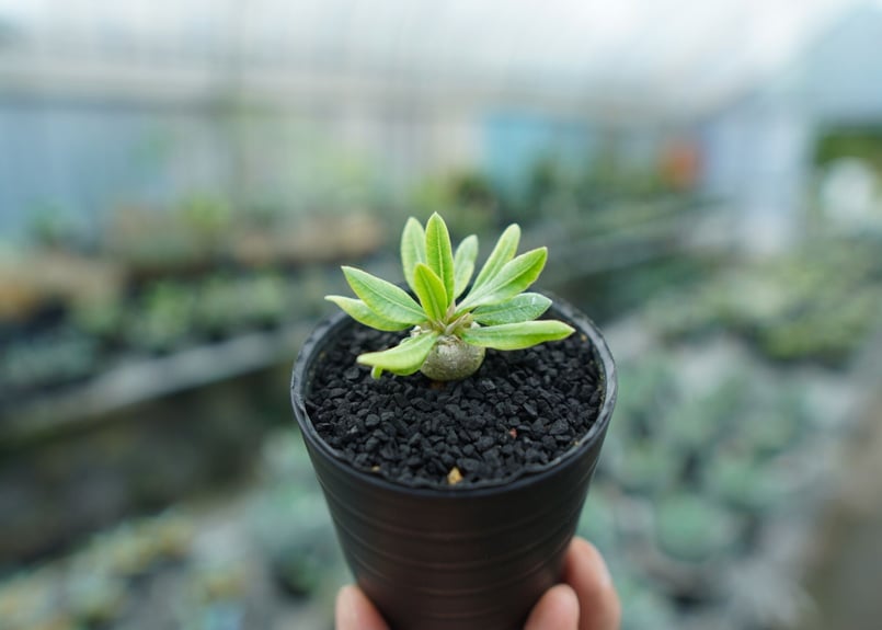 パキポディウム 恵比寿笑い Pachypodium brevicaule ⑨ パキポディウム 恵比寿笑い Pachypodium brevicaule No.9 | man