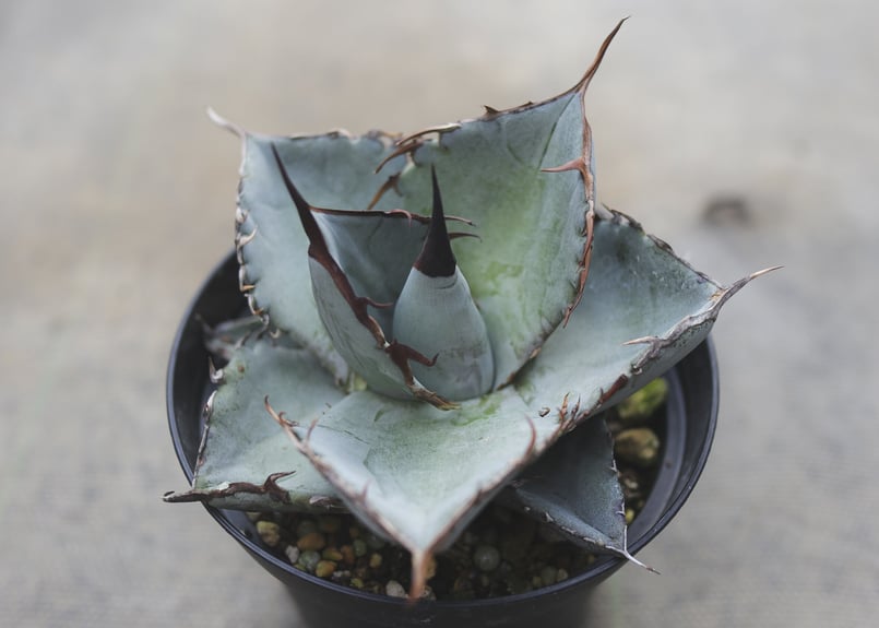 アガベ ホワイトアイス | mana's farm:塊根植物・アガベ・ドライ