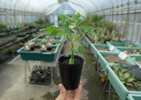 アデニア　グラウカ　Adenia glauca  No.2
