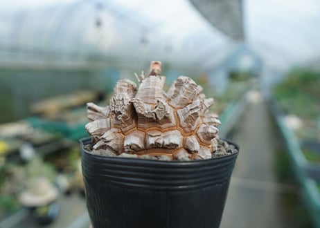 【長谷川園芸産】亀甲竜　Dioscorea elephantipes　No.1