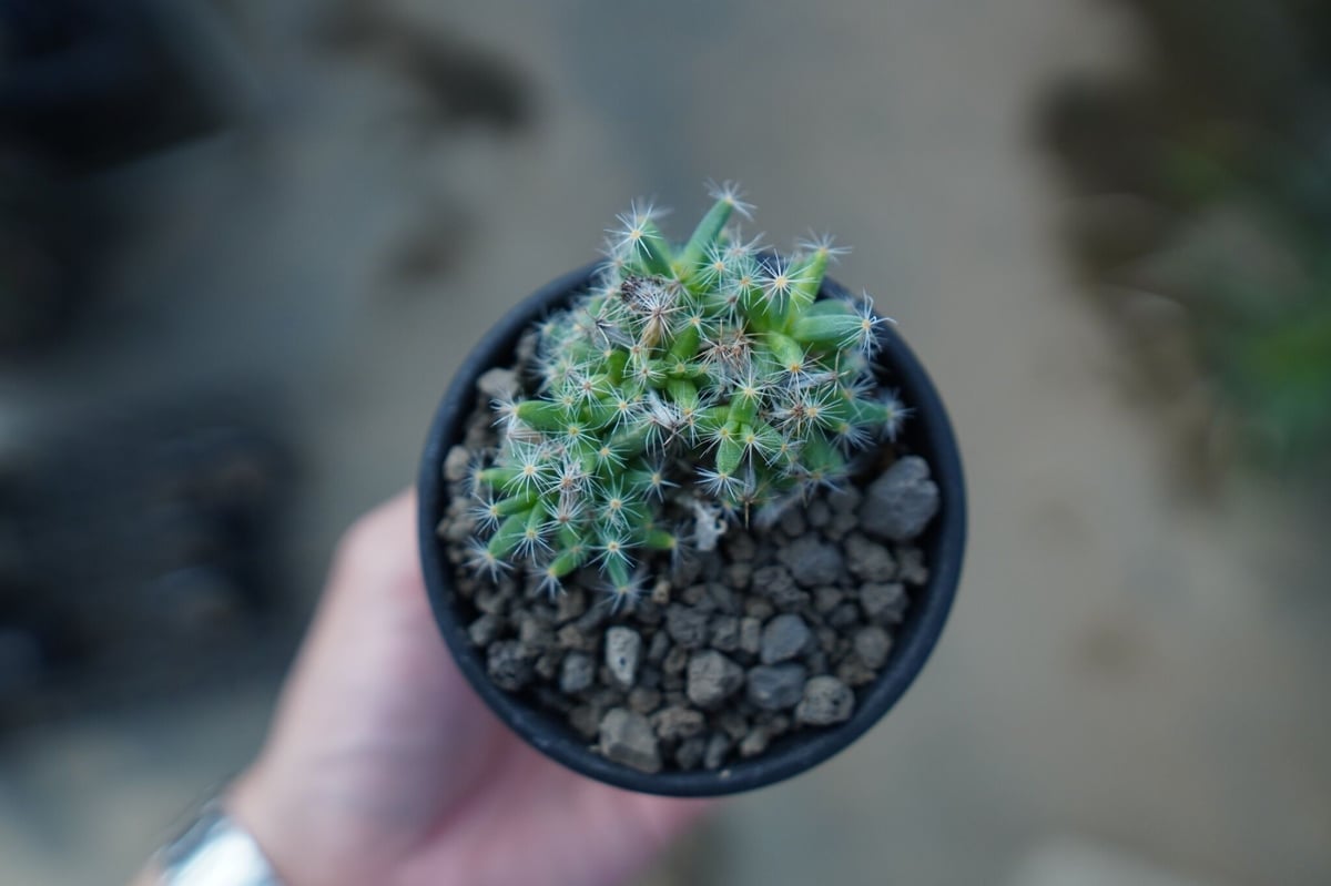 トリコディアデマ デンサム（紫晃星） Trichodiadema densum | mana'