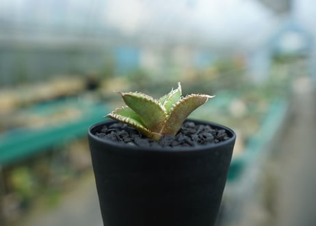 アガベ　チタノタ　追星 agave titanota cok