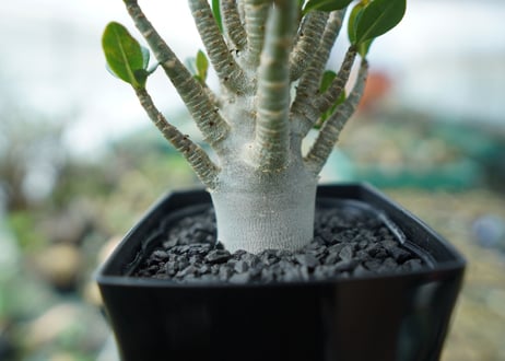 アデニウム　Adenium　No.1