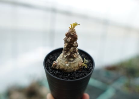 ドルステニア フォエチダ Dorstenia foetida　No.2