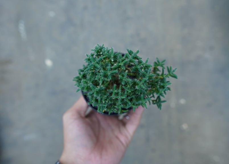 トリコディアデマ ステラツム Trichodiadema stellatum No.5 |