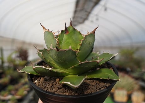 agave titanota　FO-76　NO.22