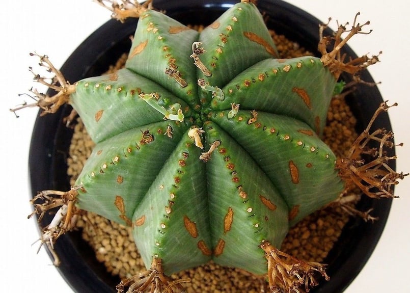 Euphorbia valida ユーフォルビア・バリダ | mana's farm:塊根植物