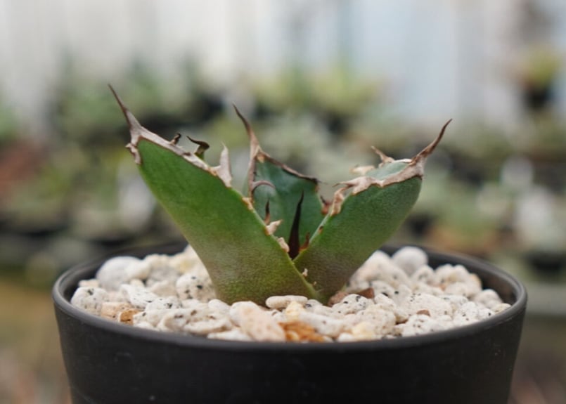 アガベ 鬼爪！ アガベ・チタノタ 鬼爪 小株-004｜agave titanota ghost claw |
