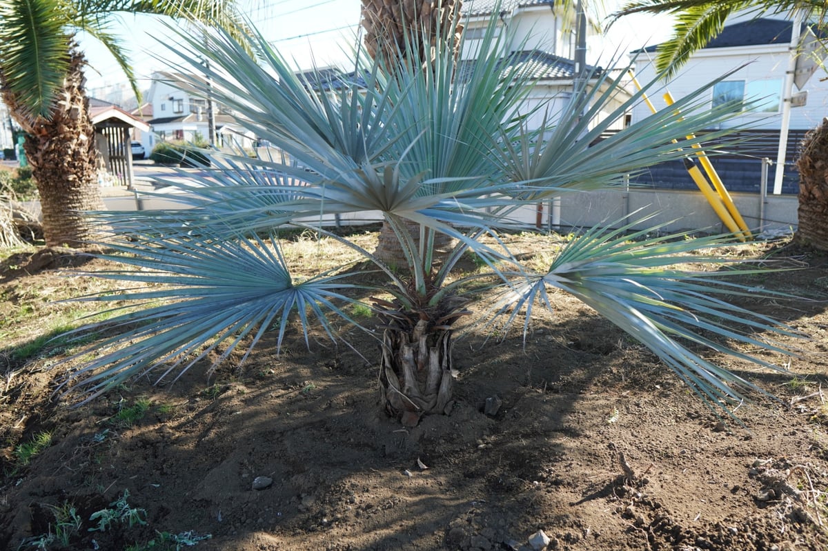 ブラヘアアルマータ ② 【公式通販】