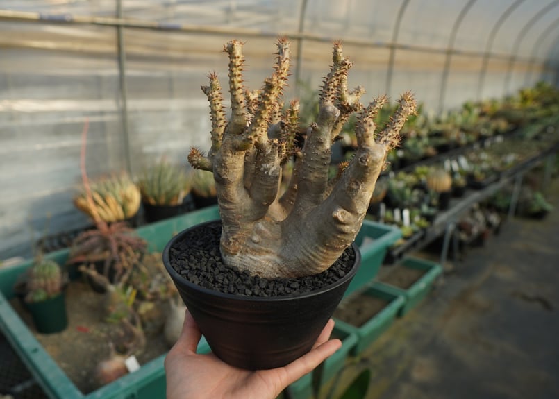 パキポディウム マカイエンセ Pachypodium makayense No.3 | man