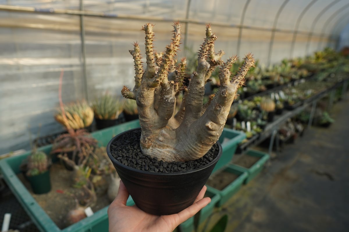 パキポディウム マカイエンセ Pachypodium makayense No.3 | man