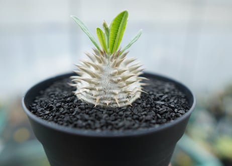 パキポディウム　恵比寿大黒　Pachypodium Densicaule　No.1