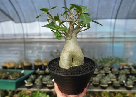 アデニウム　Adenium　No.7