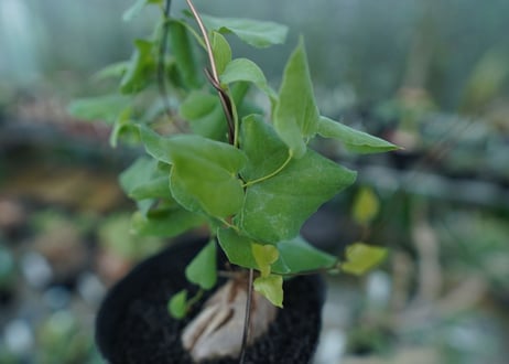 ディオスコレア　シルバティカ　Dioscorea sylvatica No.3