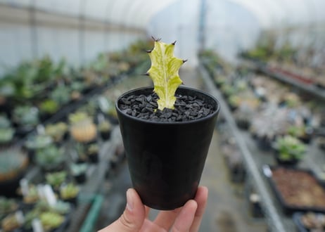 ユーフォルビア　イエローゴースト　Euphorbia lactea Yellow Ghost
