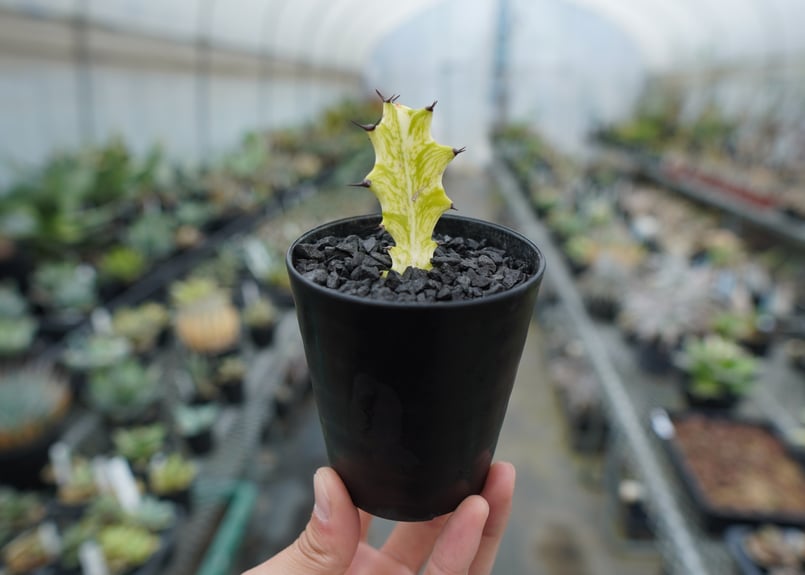 ⭐ユーフォルビア・イエローゴースト⭐ Euphorbia lactea Yellow Ghost【artPLANTs】ユーフォルビア