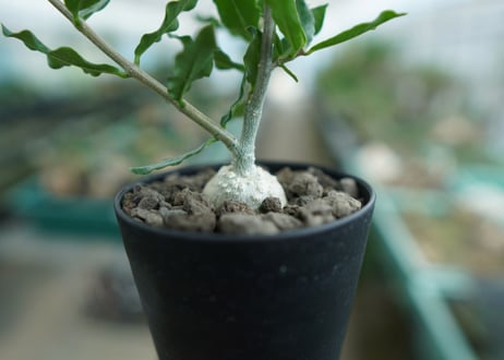 フォッケア　エデュリス　”火星人”　Fockea edulis