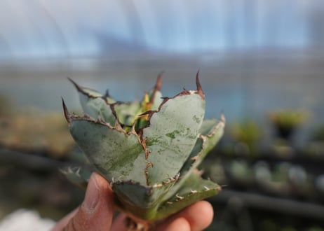 agave titanota ブラック＆ブルー　No.7