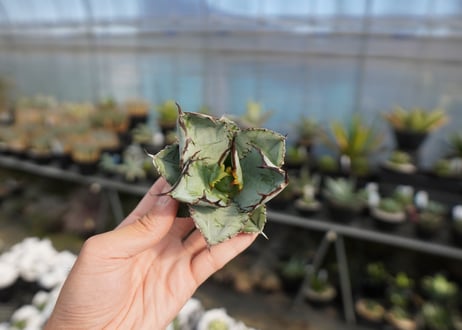 agave titanota ブラック＆ブルー　No.7