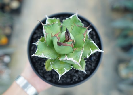 アガベ　チタノタ　姫厳竜　Agave titanota dwarf　No.1
