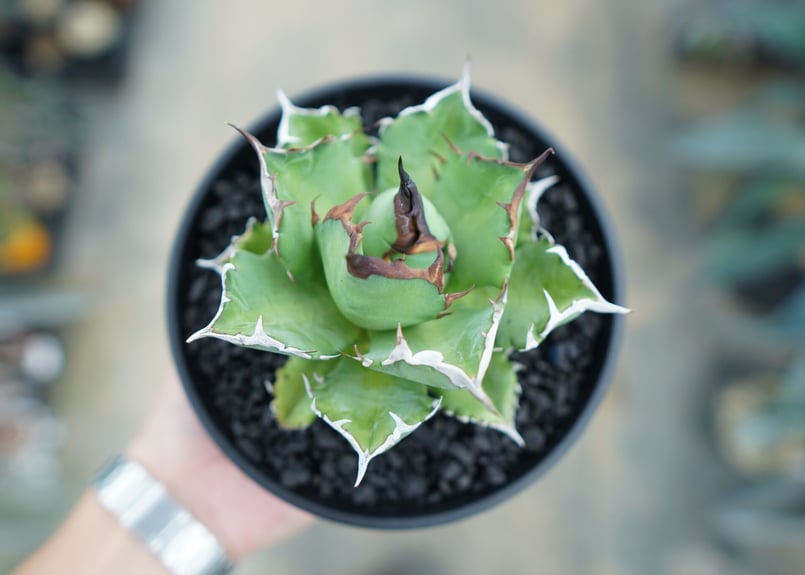 アガベ チタノタ 姫厳竜 Agave titanota dwarf No.1 | mana's アガベ チタノタ 姫厳竜 Agave titanota dwarf No.1 | mana's