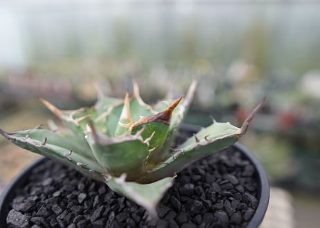 agave titanota 獅子光　Lion light　No.2
