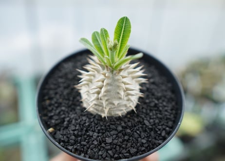 パキポディウム　恵比寿大黒　Pachypodium Densicaule　No.1