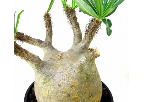 Pachypodium Gracilius パキポディウム  グラキリス  №6
