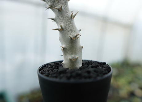 パキポディウム　デンシフローラム　Pachypodium densiflorum　No.4